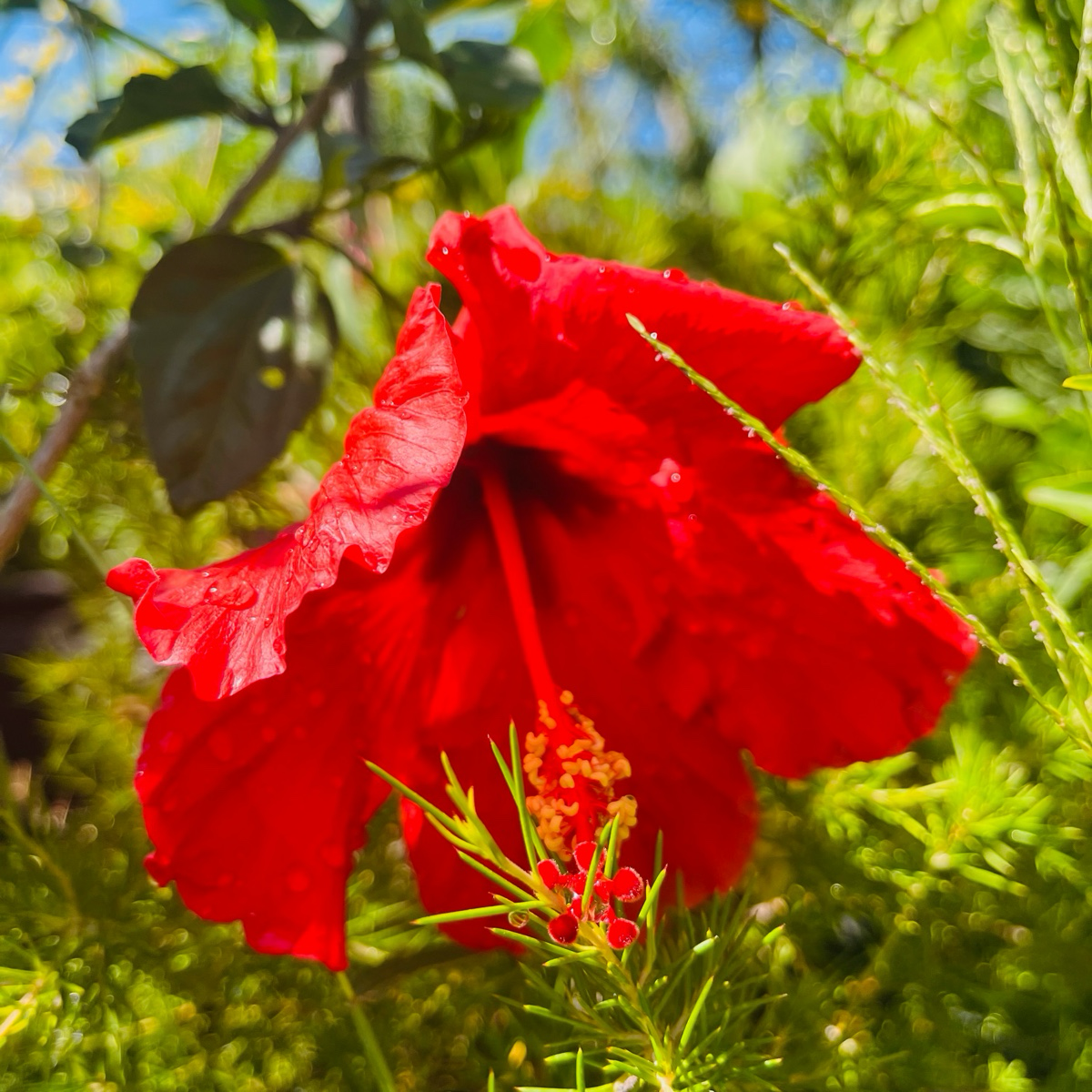 Single Rred  Hibiscus