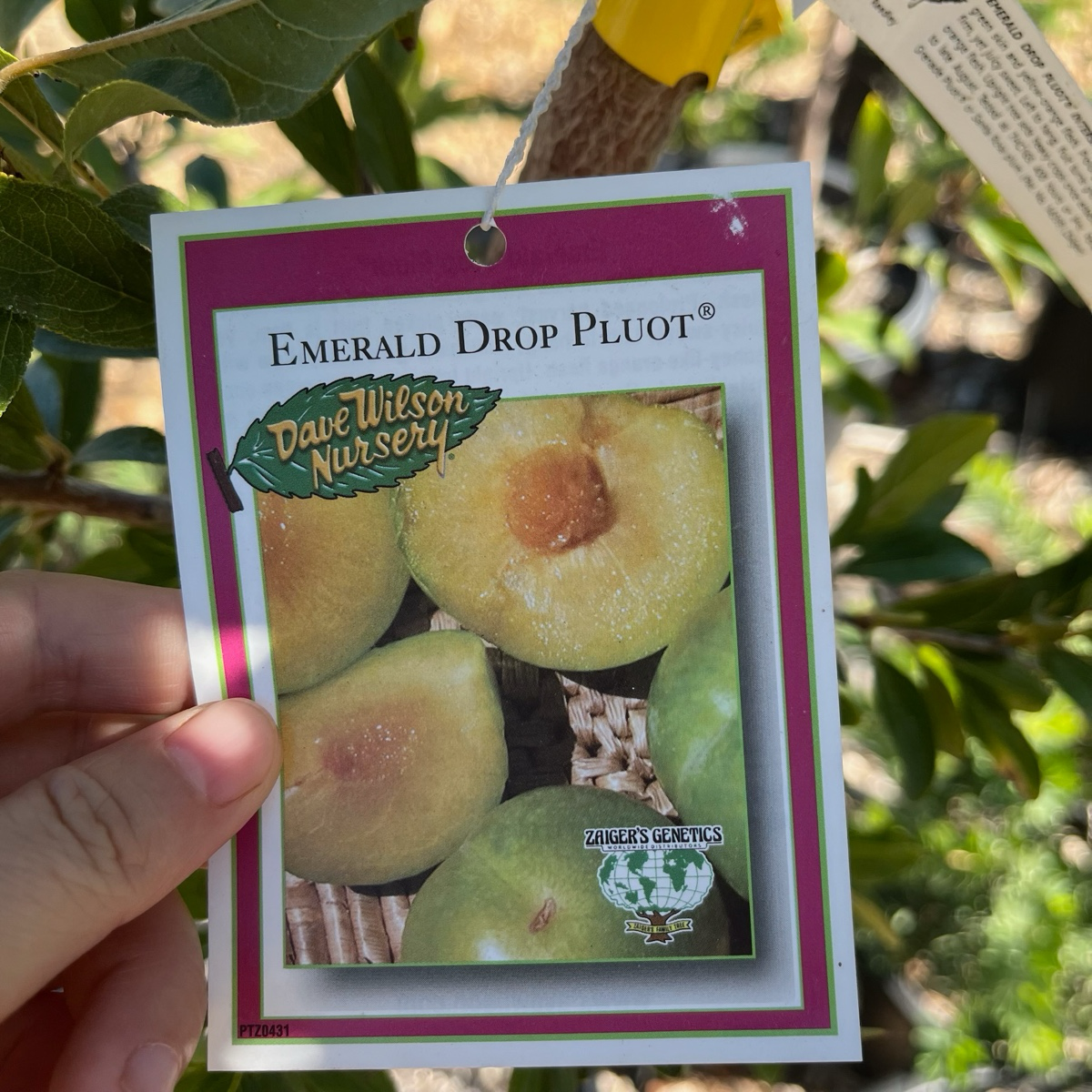 Emerald Drop Pluot
