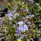 Imperial Blue Cape Plumbago