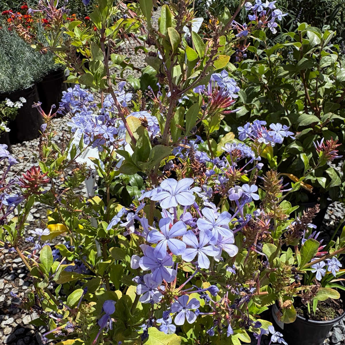 Imperial Blue Cape Plumbago