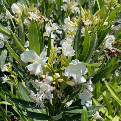 白花夹竹桃