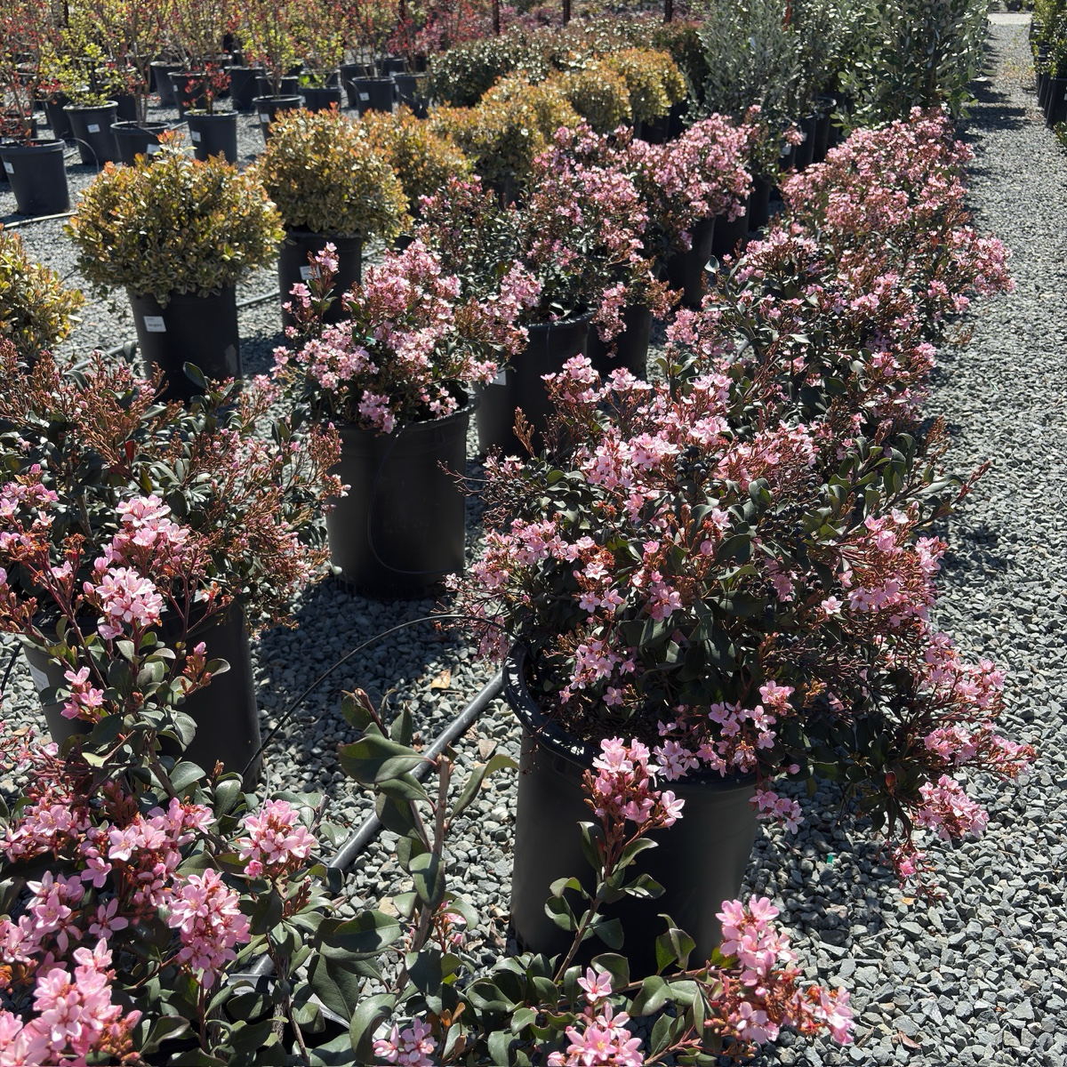 Pink Lady Indian Hawthorn