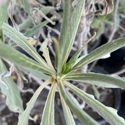 Evergreen Shrub - Echeveria glossy 