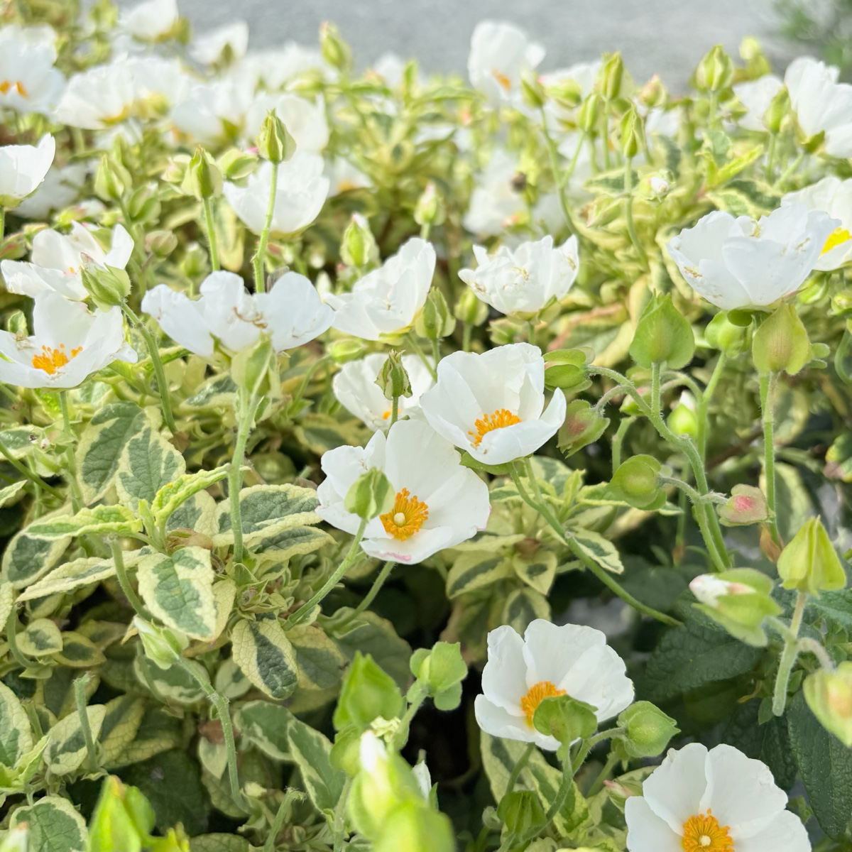 岩蔷薇-斑叶白花