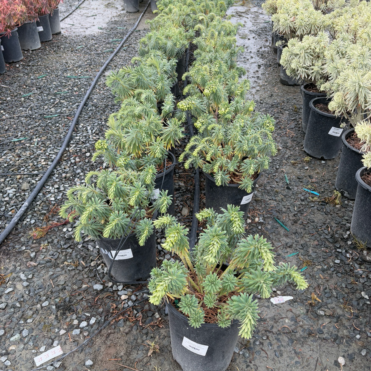 Wulf Spurge