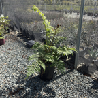 Australian Tree Fern