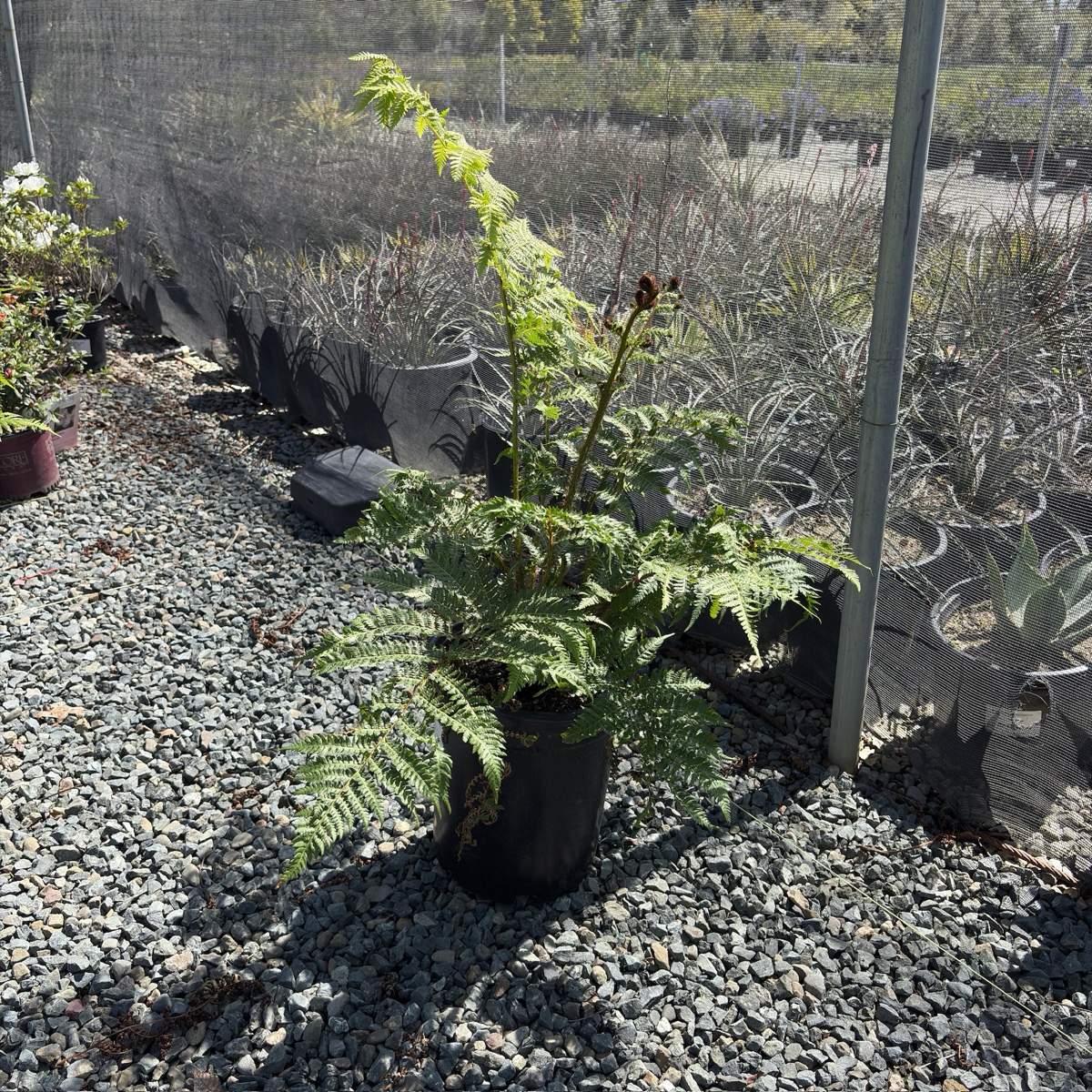 Australian Tree Fern