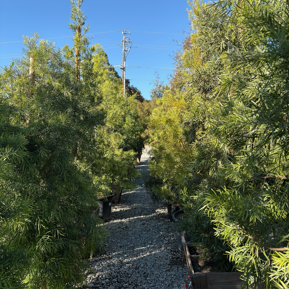 Fern Podocarpus
