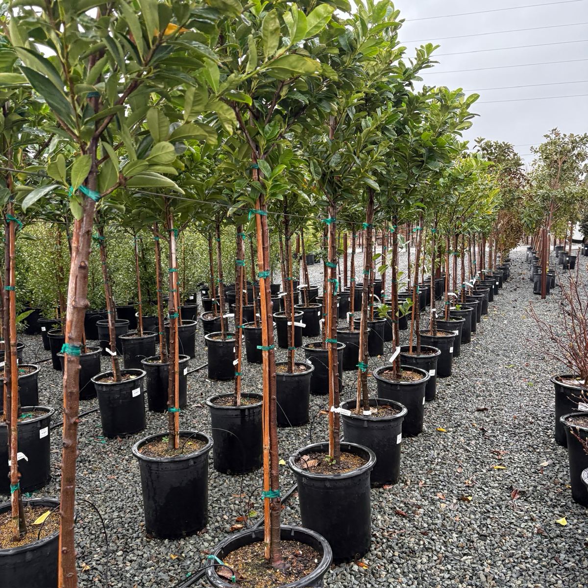 English Laurel