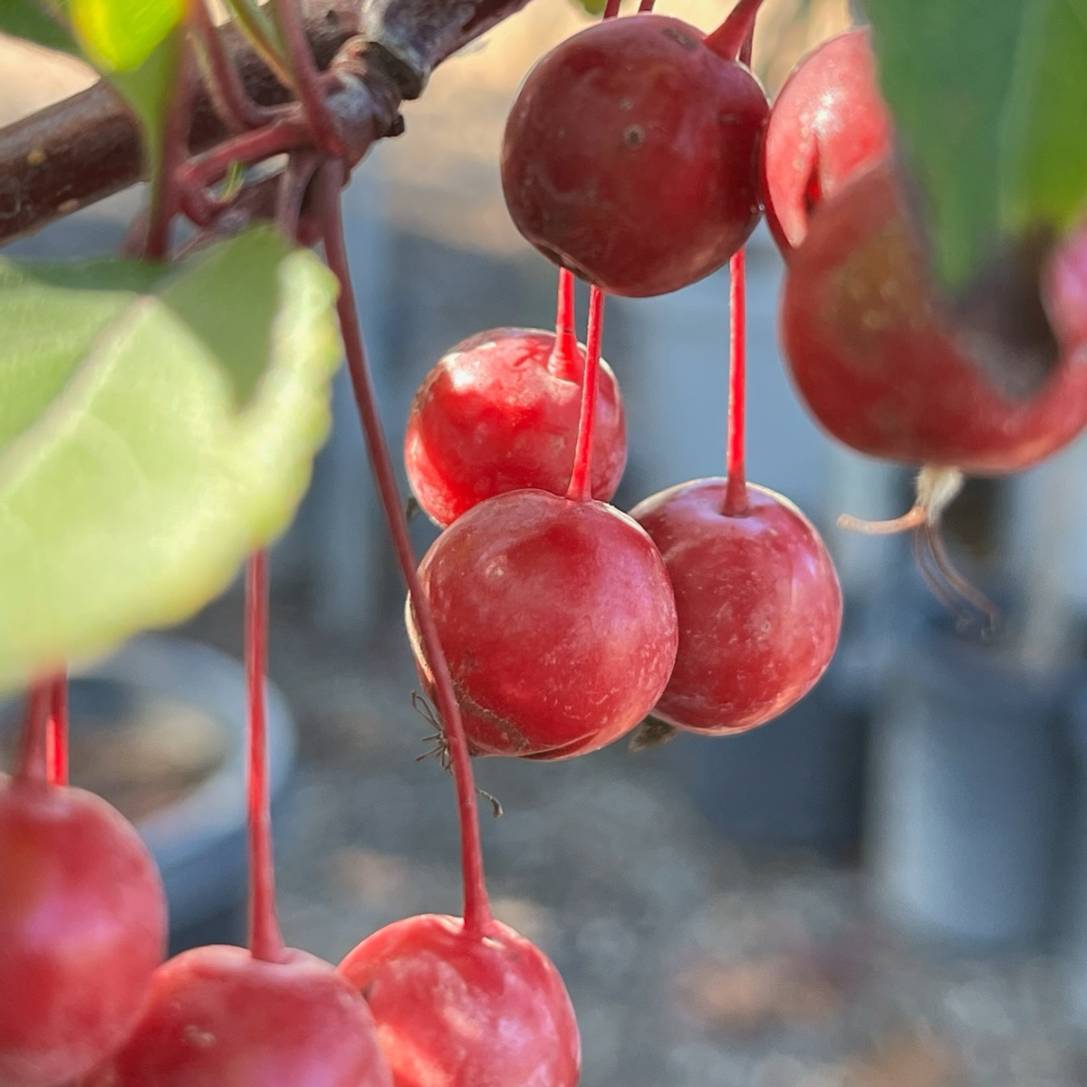 Begonia tree - Hongxia Begonia