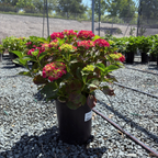 Glowing Embers Bigleaf Hydrangea