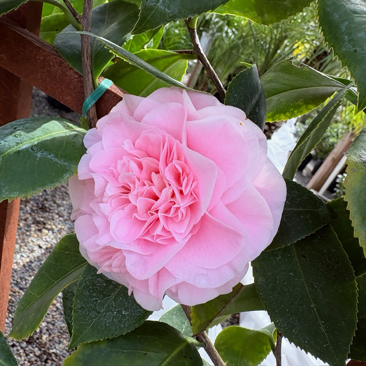 初见山茶花