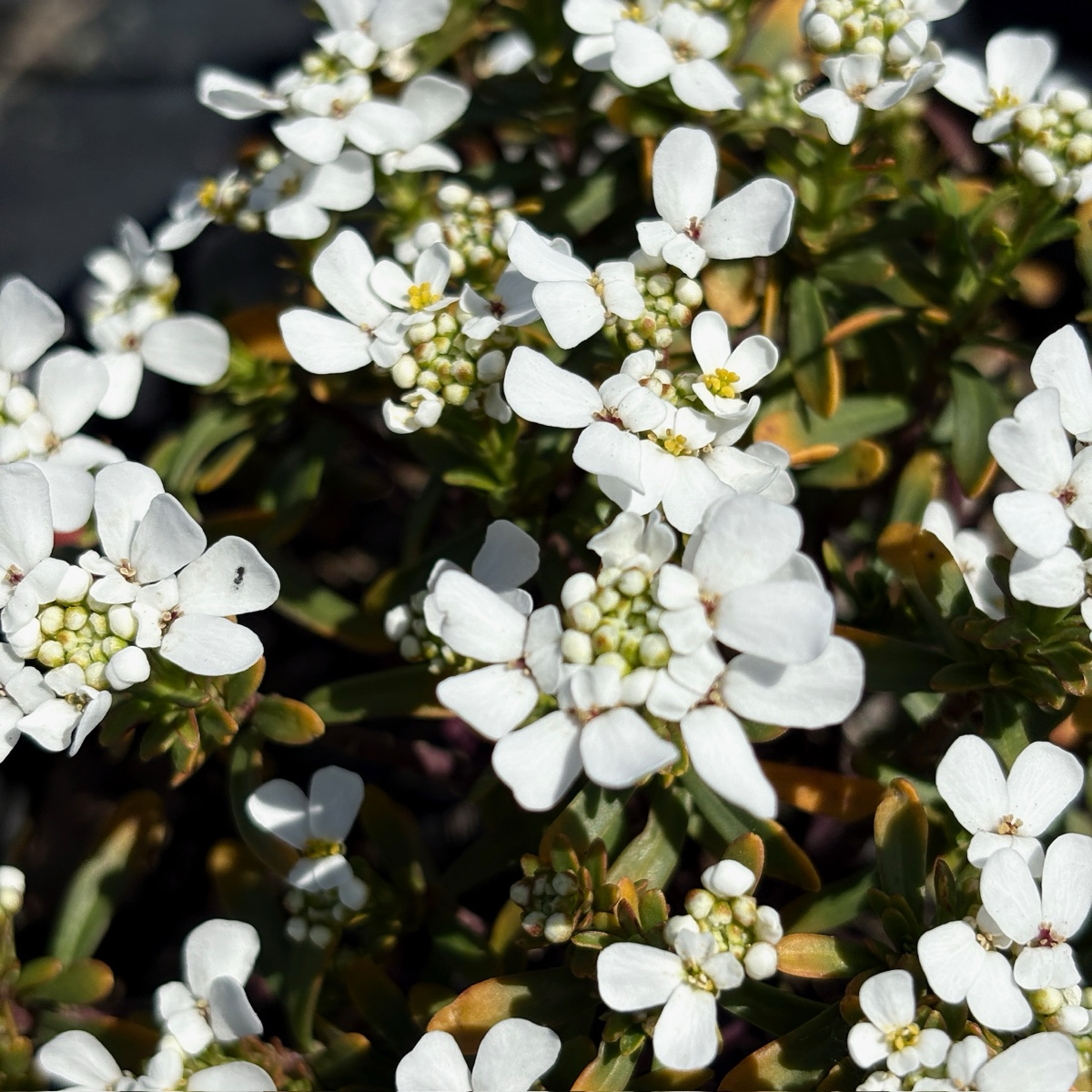 Evergreen Candytuft