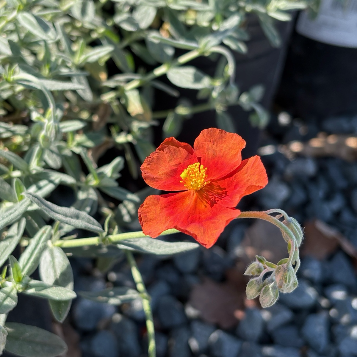 Henfield Brilliant Sunrose