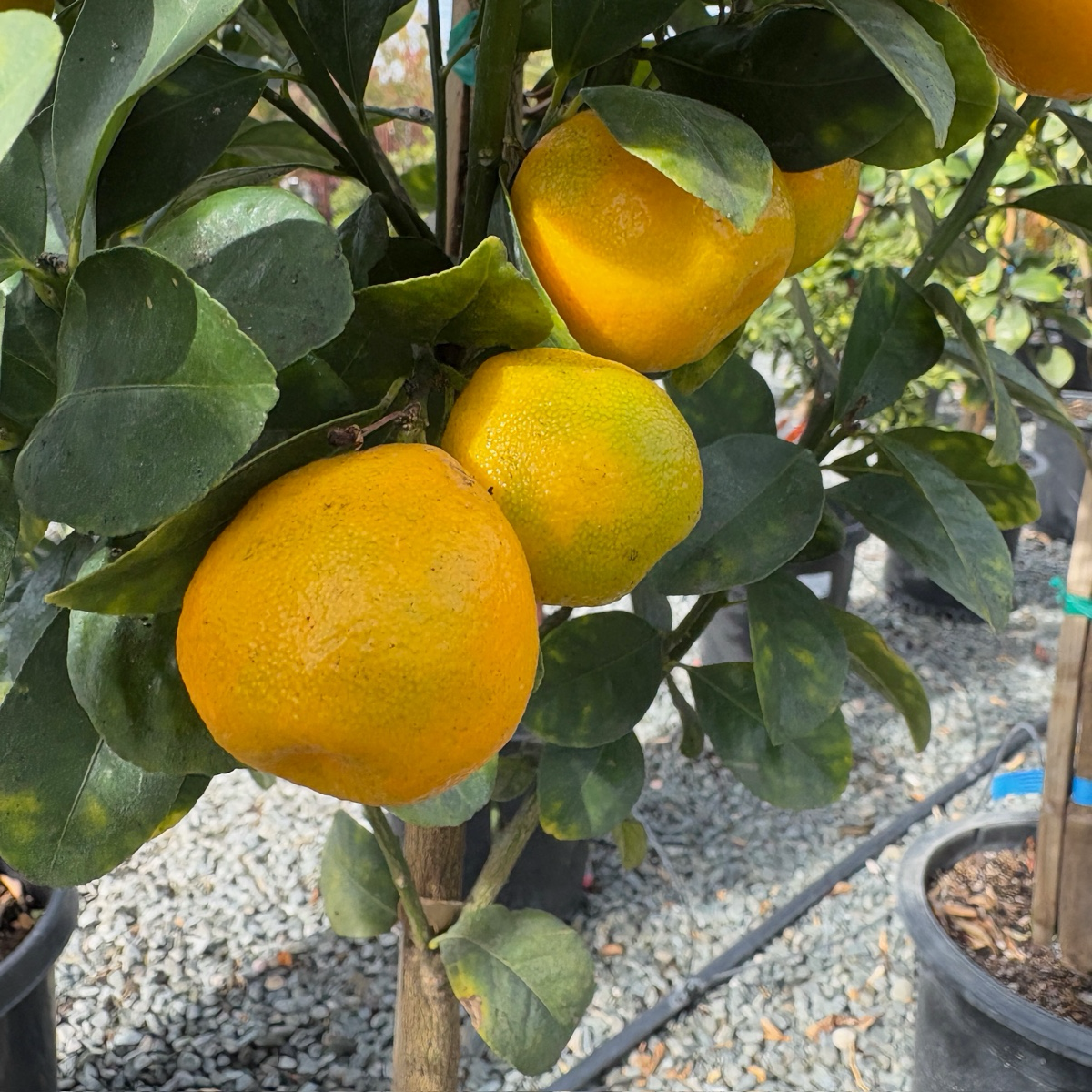 Kumquat Tree-Fuzhou Kumquat