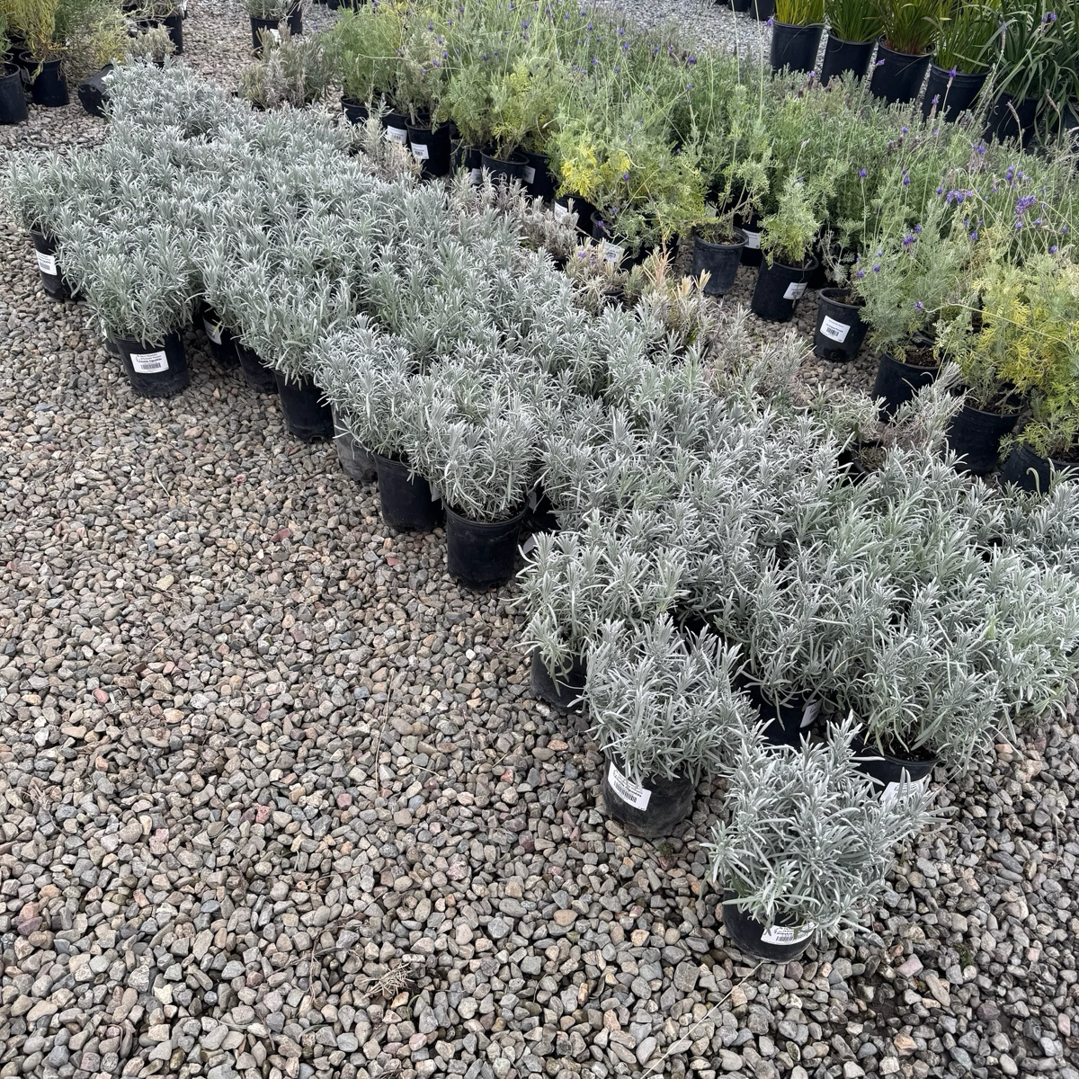 English Lavender