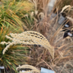 细叶芒草