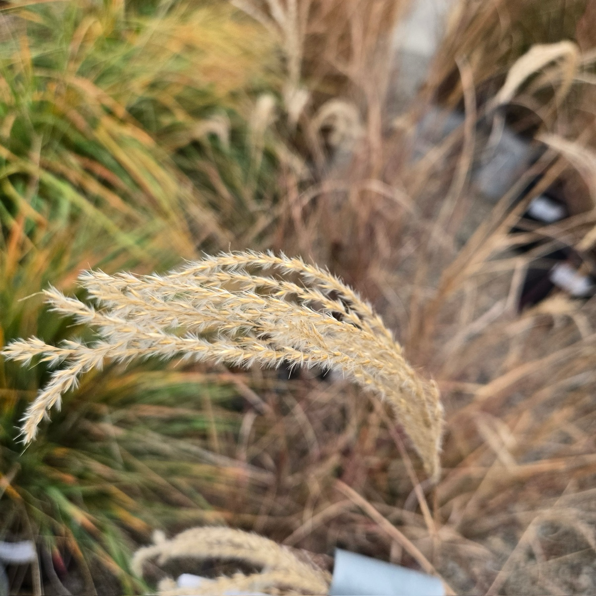 细叶芒草