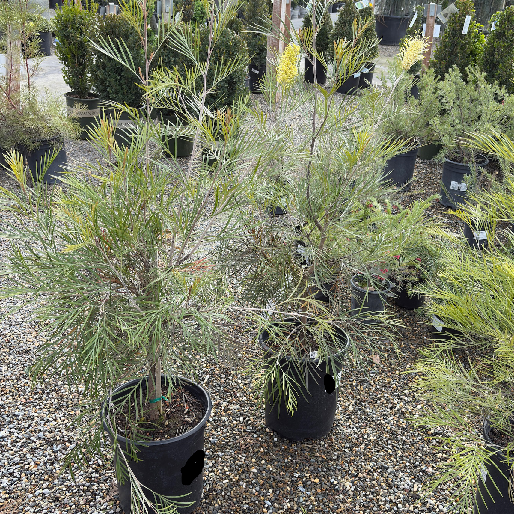 Moonlight Grevillea