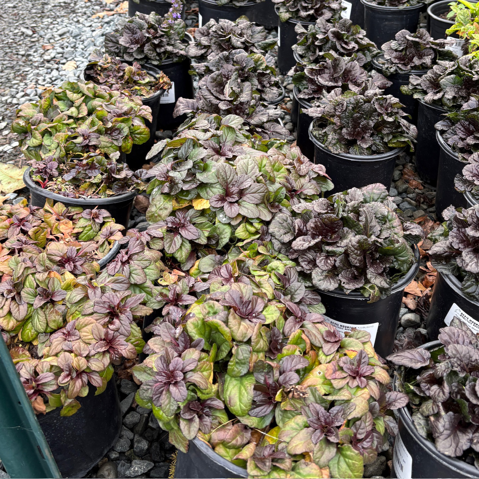 筋骨草