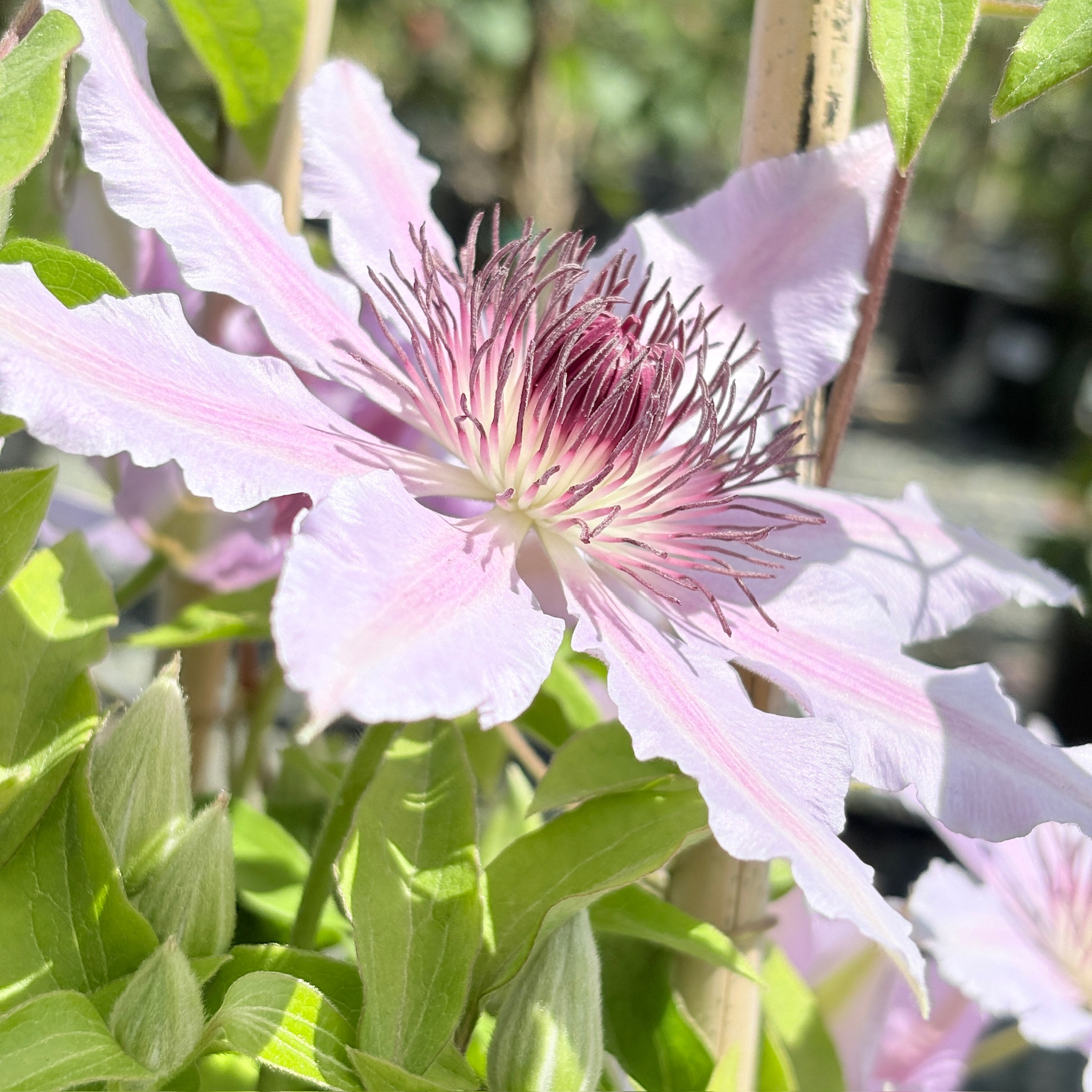 Nelly Moser Clematis