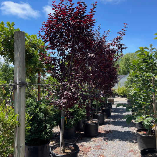 Purple Leaf Plum-Purple Black Leaf