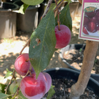 Flavor King Pluot