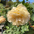 茶香月季-杰乔伊