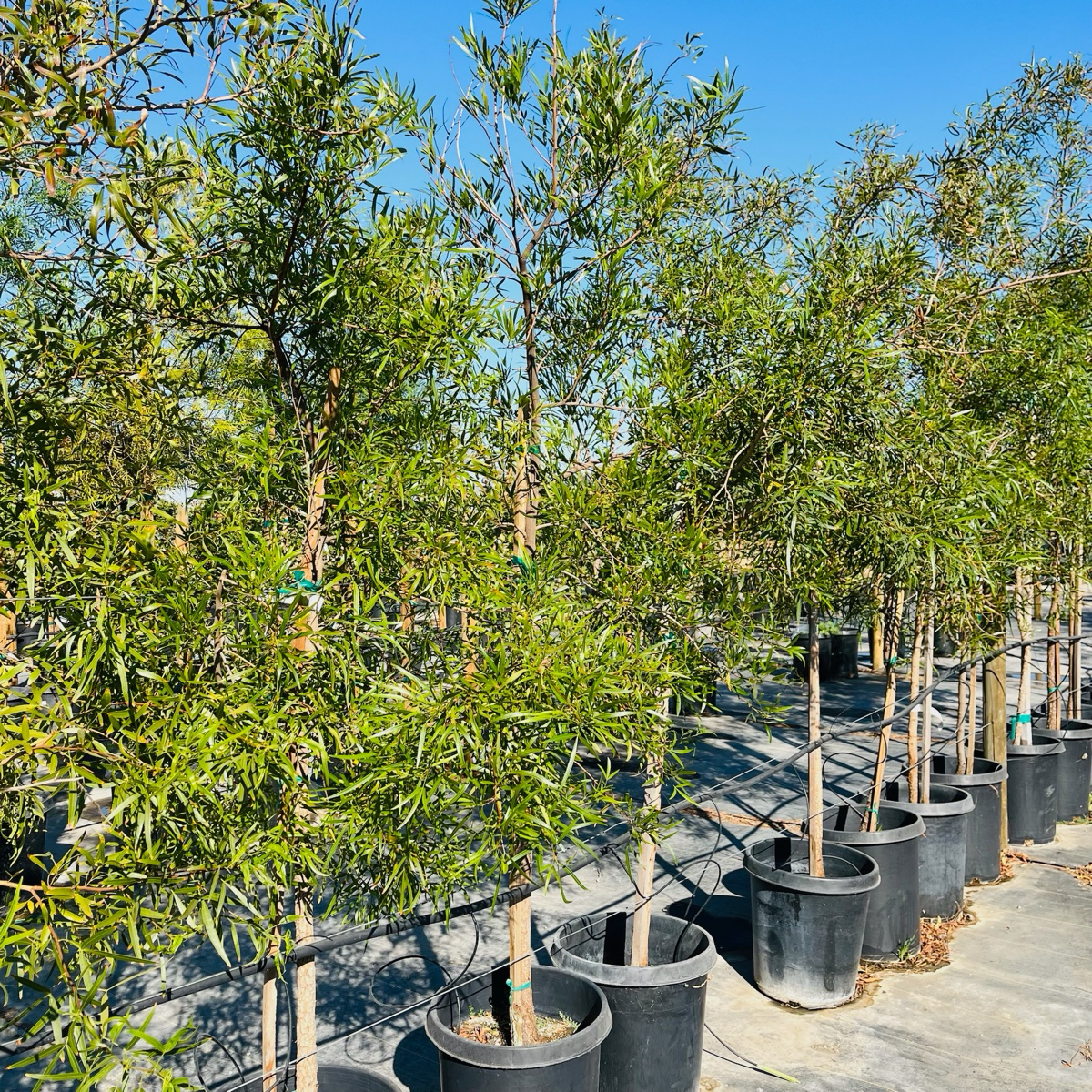 Rhus Lancea