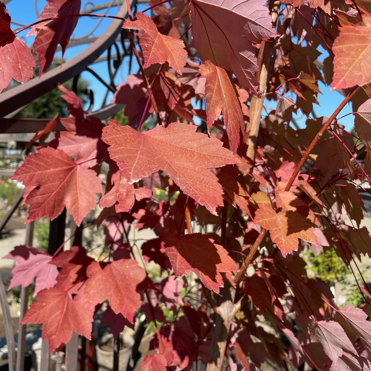 October Glory Red Maple