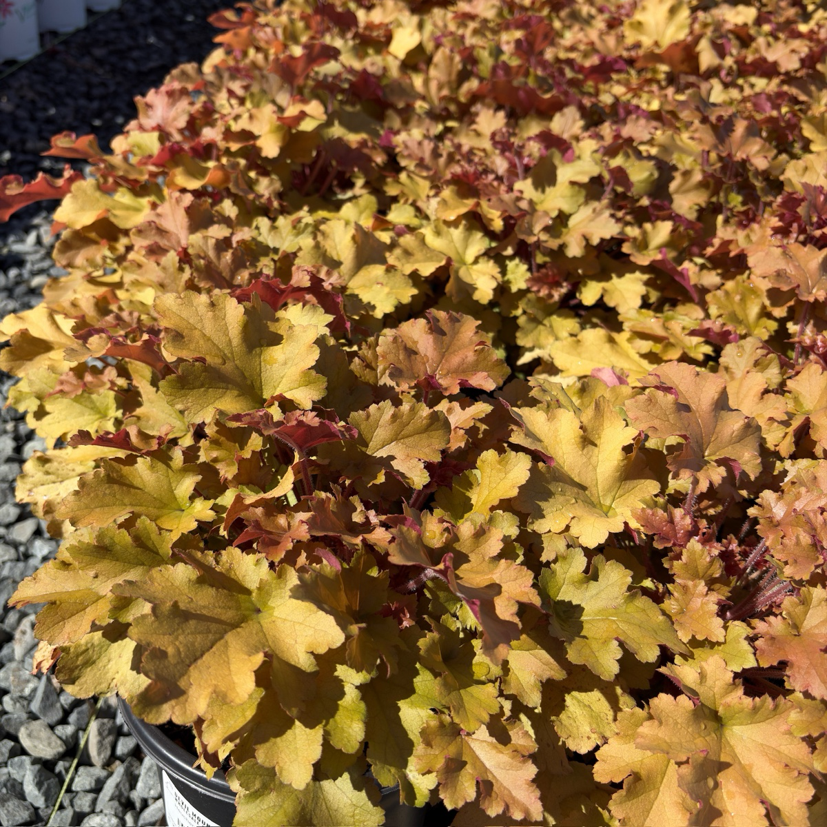 Marmalade Coral Bells