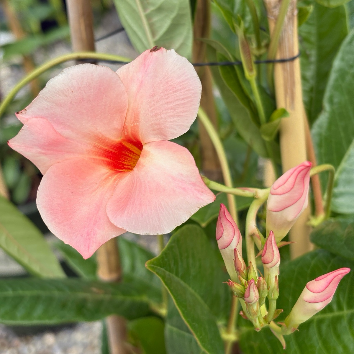 Giant Peach Sunrise Mandevilla  【Sun Parasol®】