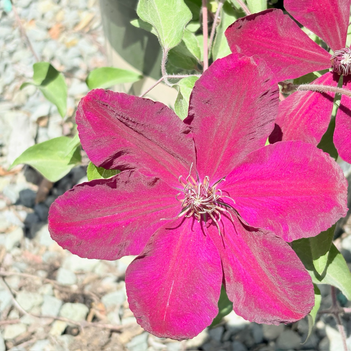 Nionbe Clematis