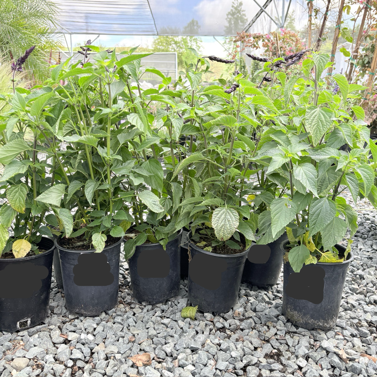 Friendship Sage