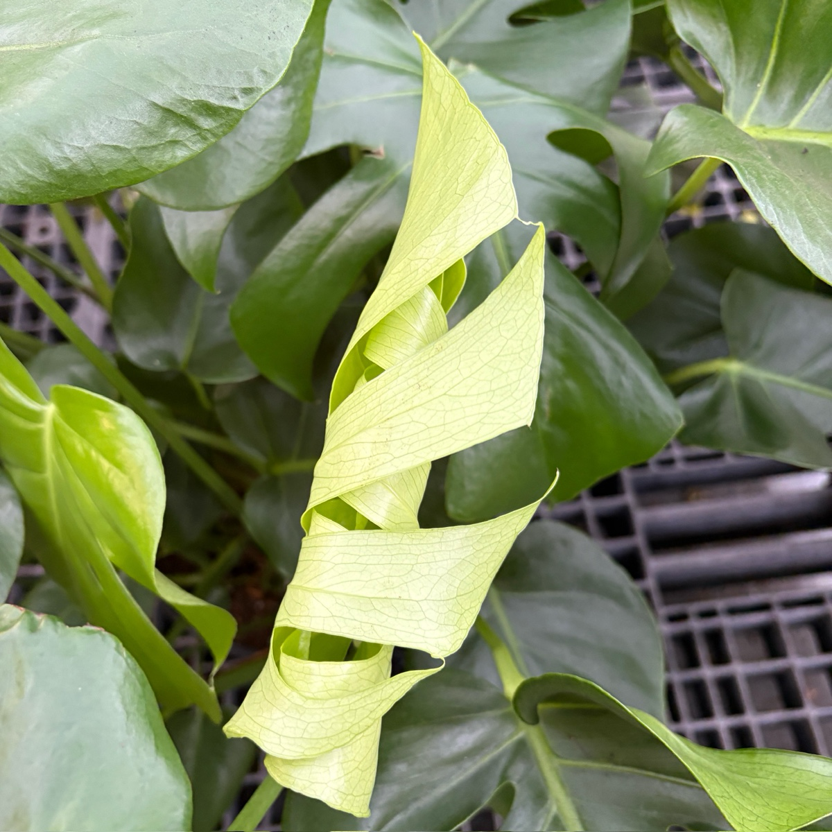 Split Leat Monstera