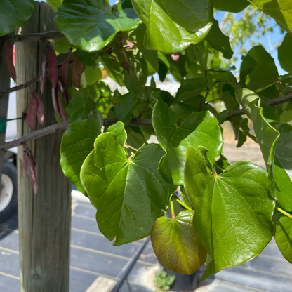Oklahoma Redbud
