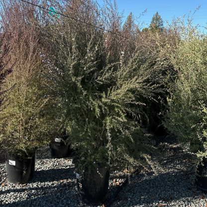 Snow White New Zealand Tea Tree, Manuka