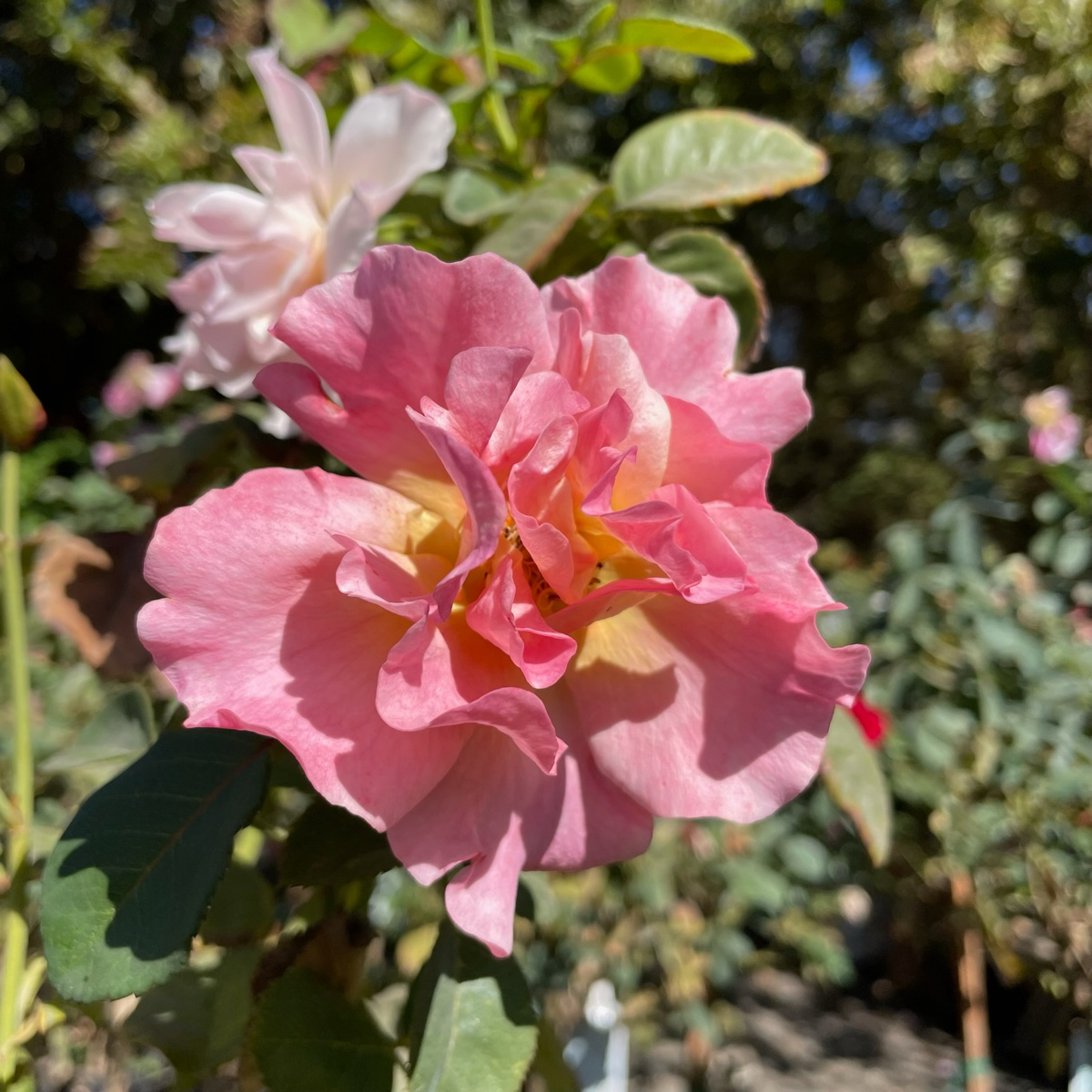 Easy Does It® Rose