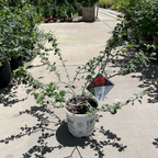 Double Take®  Orange Flowering Quince