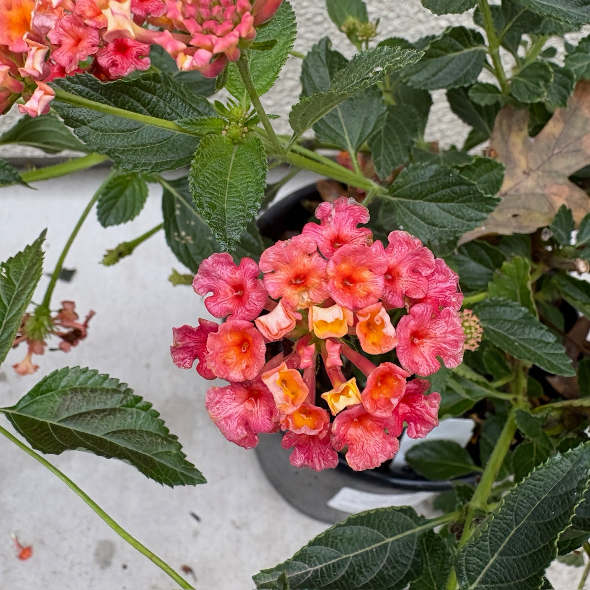 Confetti® Spreading Lantana