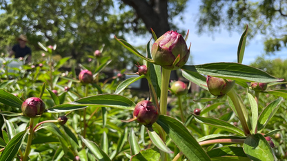 Peony Flower - Lady Orchid