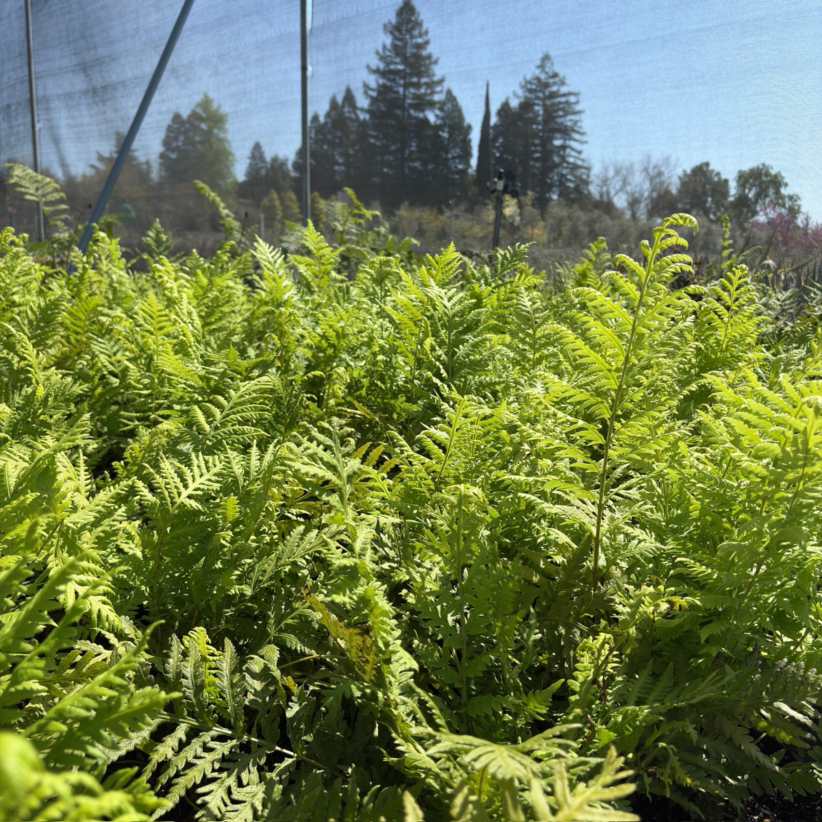 Giant Chain Fern