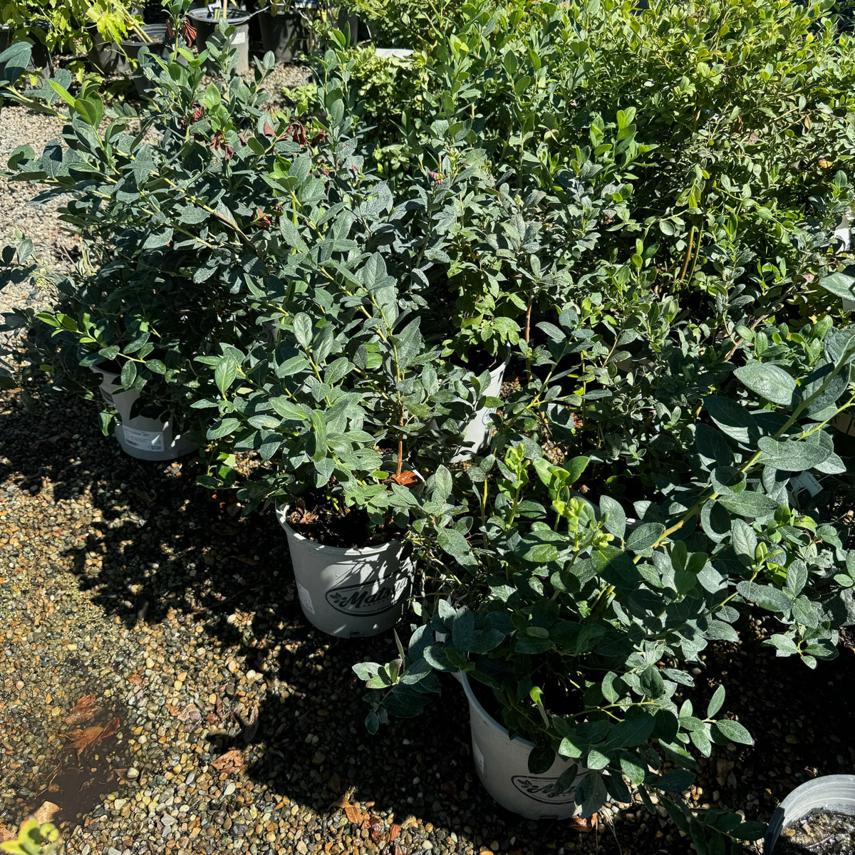 Misty  Shouthern Highbush Blueberry