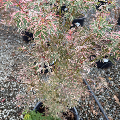 Acer palmatum-Butterfly Japanese Maple