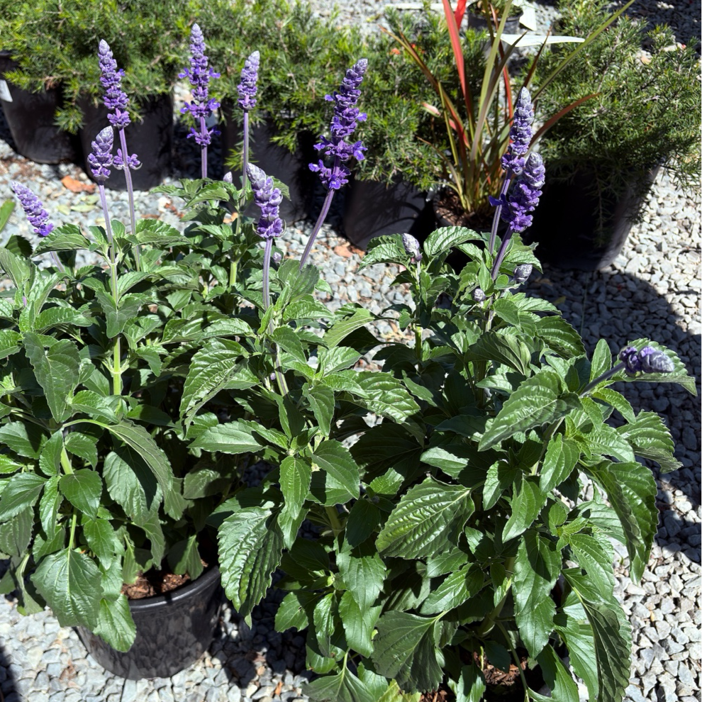 Mystic Spires Blue Salvia 