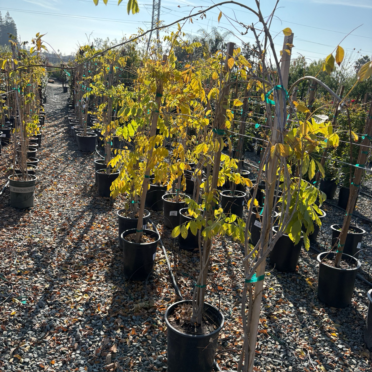 Texas White' Wisteria