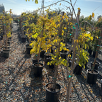 Texas White' Wisteria