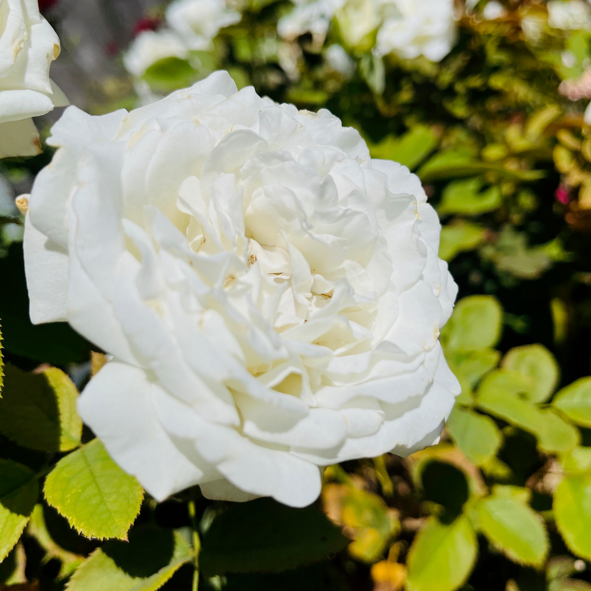 Pope John Paul II Rose