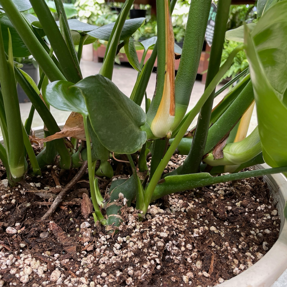 Split leat Philodendron