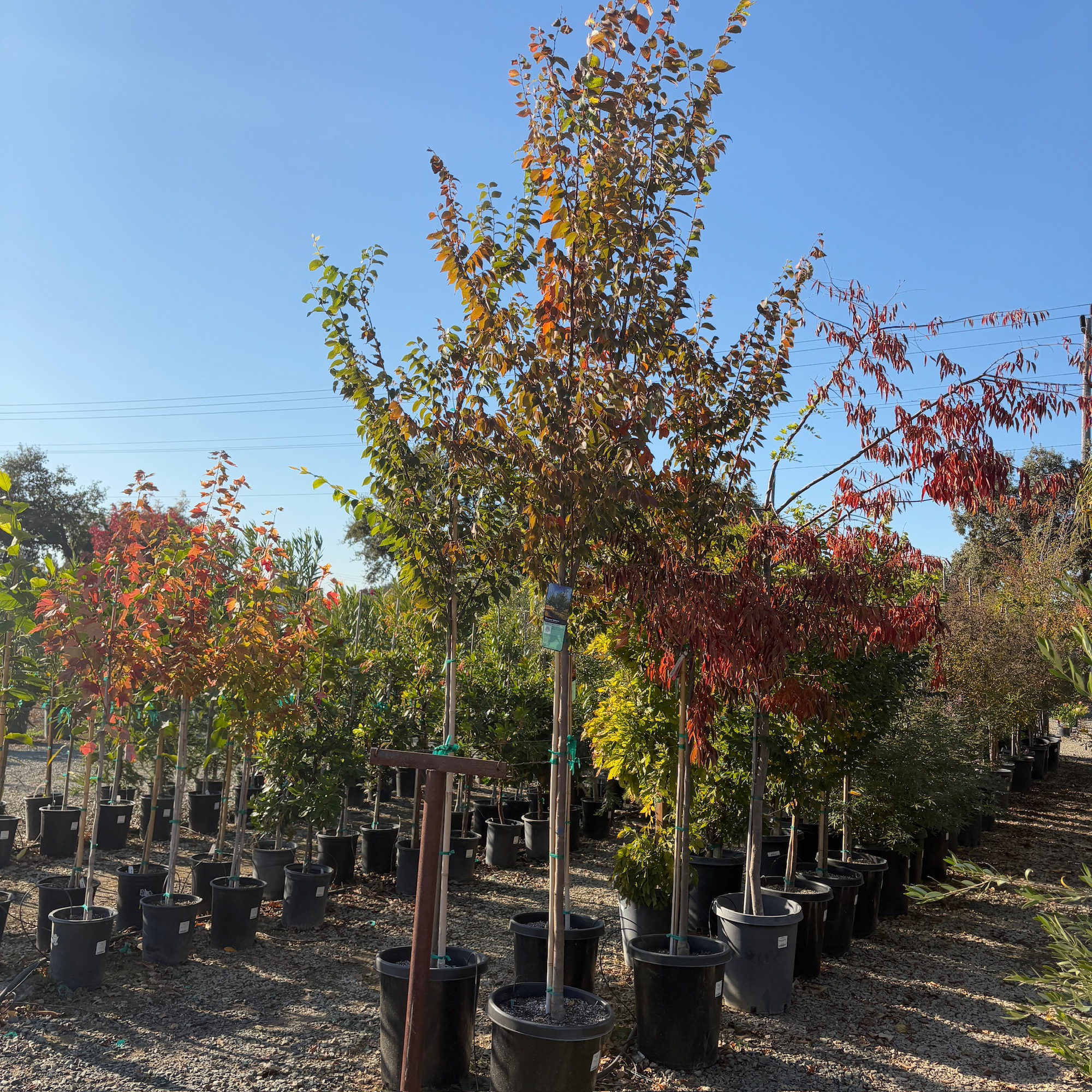 Sawleaf Zelkova